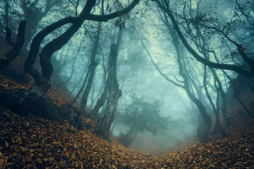 Bosque en el monte oscuro el día de Halloween